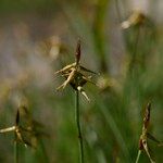 Carex microglochin Övriga