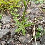 Wahlenbergia marginata Leaf