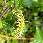 Salix glabra Frukt