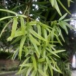 Podocarpus neriifolius Листок