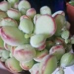 Cotyledon pendens Yaprak