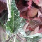 Tridax procumbens Foglia