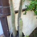 Cleistocactus hyalacanthus Liść