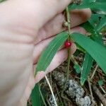 Polygonatum verticillatum Plod