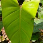 Philodendron erubescens Blatt