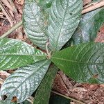 Trichostachys aurea Hoja