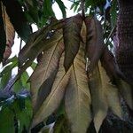 Tetrapanax papyrifer 叶