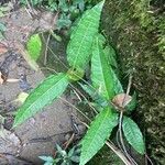 Pavonia fruticosa Blatt