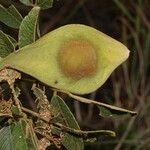 Lonchocarpus phlebophyllus Owoc