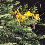 Caesalpinia pulcherrimaFlower