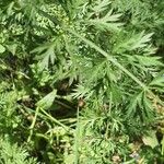 Daucus muricatus Likasa