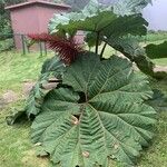 Gunnera insignis Leaf