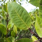 Laguncularia racemosa Folla