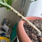 Dracaena arborea Hoja