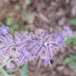 Salvia abrotanoides 花