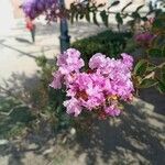 Lagerstroemia indica花