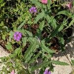 Verbena rigida Агульны выгляд