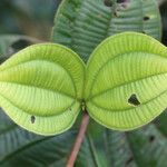 Bellucia grossularioides Leaf