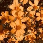 Tagetes lemmonii Квітка