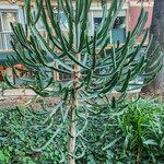 Euphorbia triangularis Habit