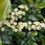 Prunus lusitanica Floare
