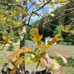 Quercus palustris Levél