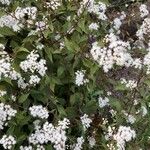 Ageratina altissima花