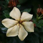 Gardenia jasminoidesফুল