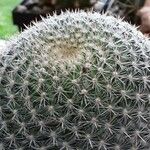 Mammillaria hahniana برگ