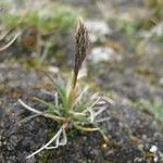 Agrostis breviculmis Habitus