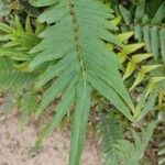Pteris vittata Leaf