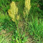 Rumex thyrsiflorus Buveinė