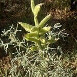 Lupinus angustifoliusVrucht