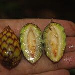 Raphia textilis Fruto