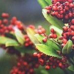 Photinia arbutifolia Blad