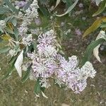 Buddleja salviifolia Blüte