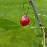 Prunus avium Vrucht