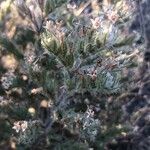 Echium asperrimum Folha