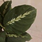 Calathea louisae Leaf