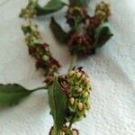 Rumex roseus Fruto