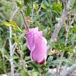 Hibiscus syriacusFloare