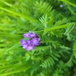 Astragalus danicus Blomst