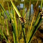 Schoenoplectiella mucronata Blatt