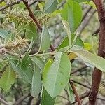 Salix pedicellata Levél