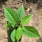 Strobilanthes attenuata Leaf