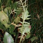 Klasea lycopifolia Anders