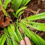 Carex plantaginea Kora