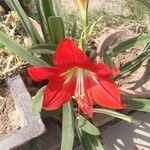 Hippeastrum reginaeΛουλούδι