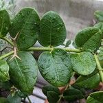 Carissa macrocarpa 葉