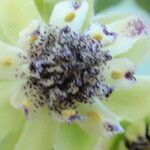 Austrobaileya scandens Kvet
